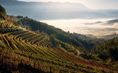 Prožnost vinogradov v dobi podnebnih nestanovitnosti