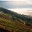 Prožnost vinogradov v dobi podnebnih nestanovitnosti